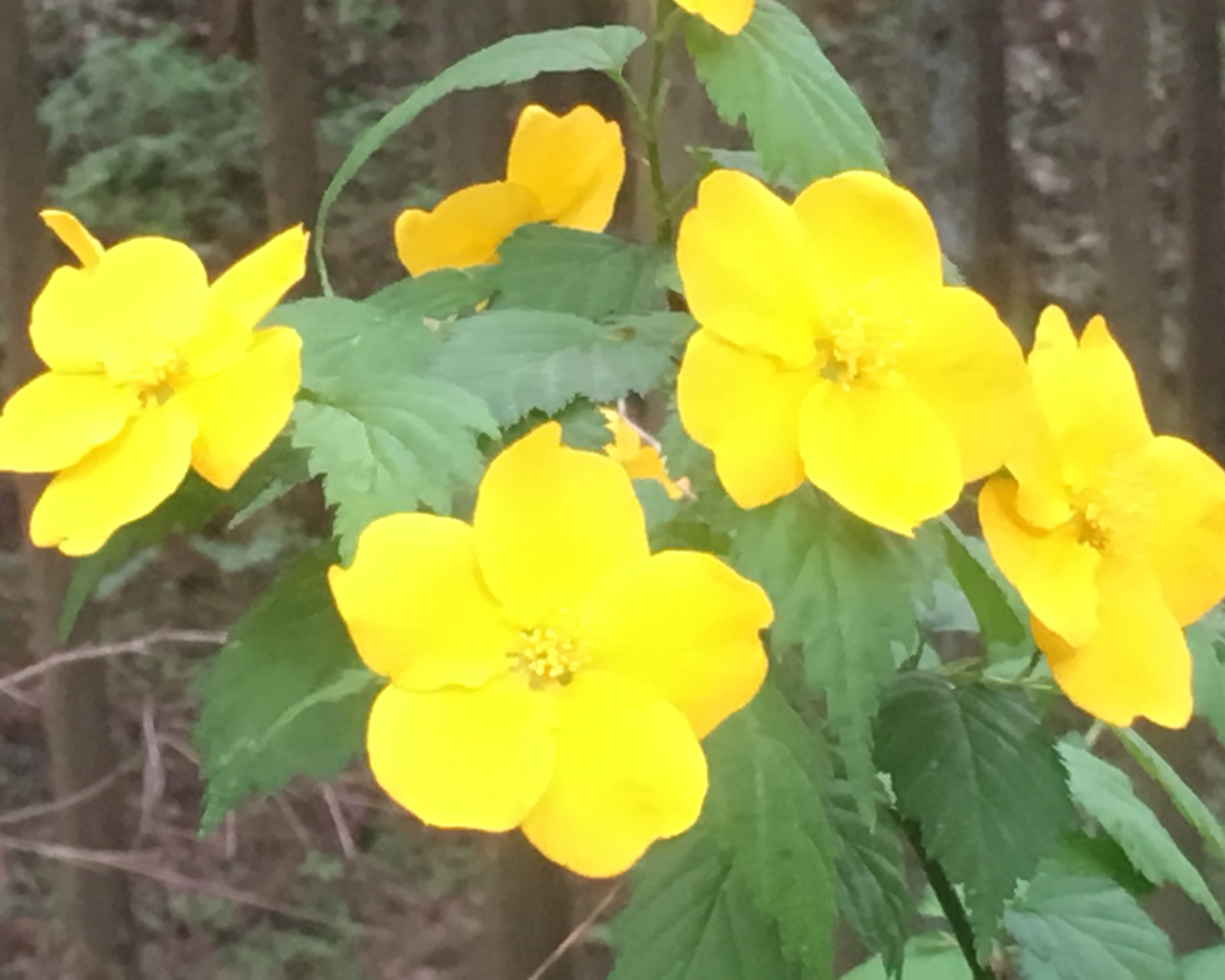 コロナウイルス関連労働相談